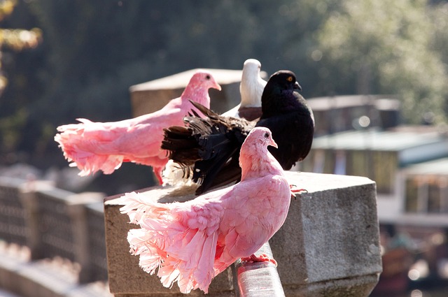 化解困境成 化解困境成